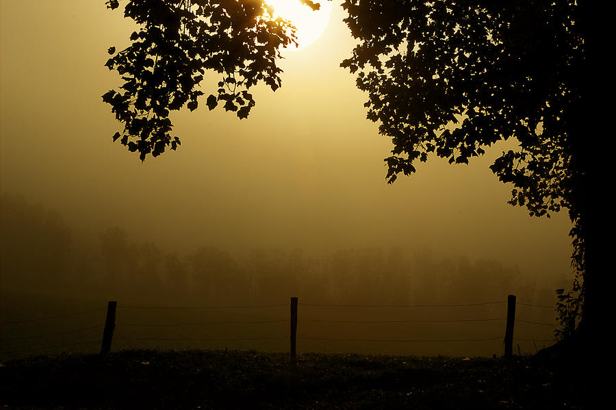 Shining Through The Fog Photograph by Michael Eingle