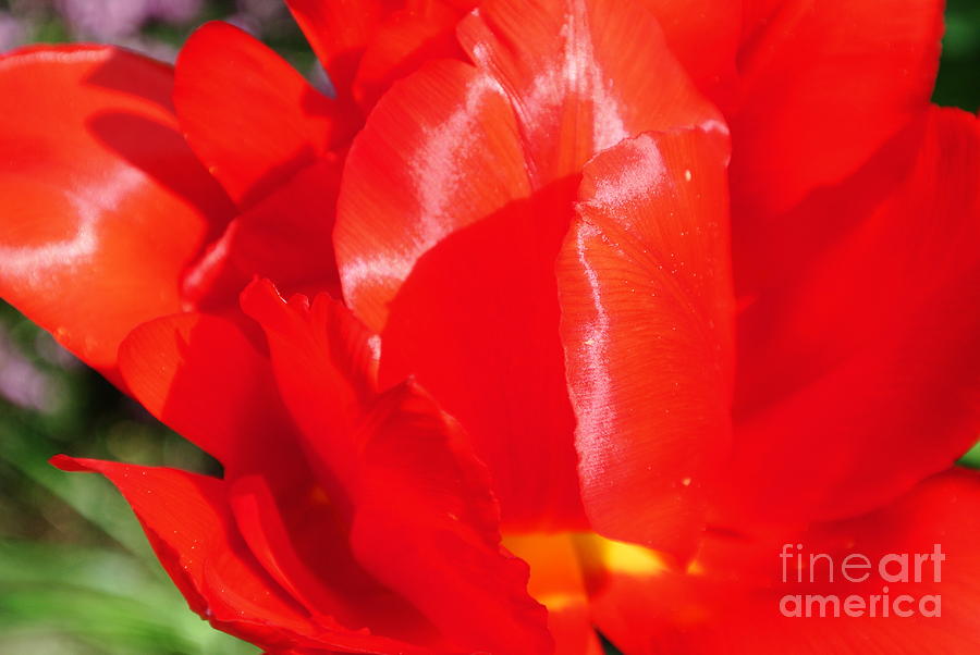 Shining Tulip Photograph by Sharron Cuthbertson