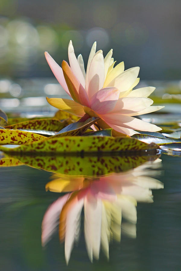 Shining Water Lily Photograph by Leda Robertson