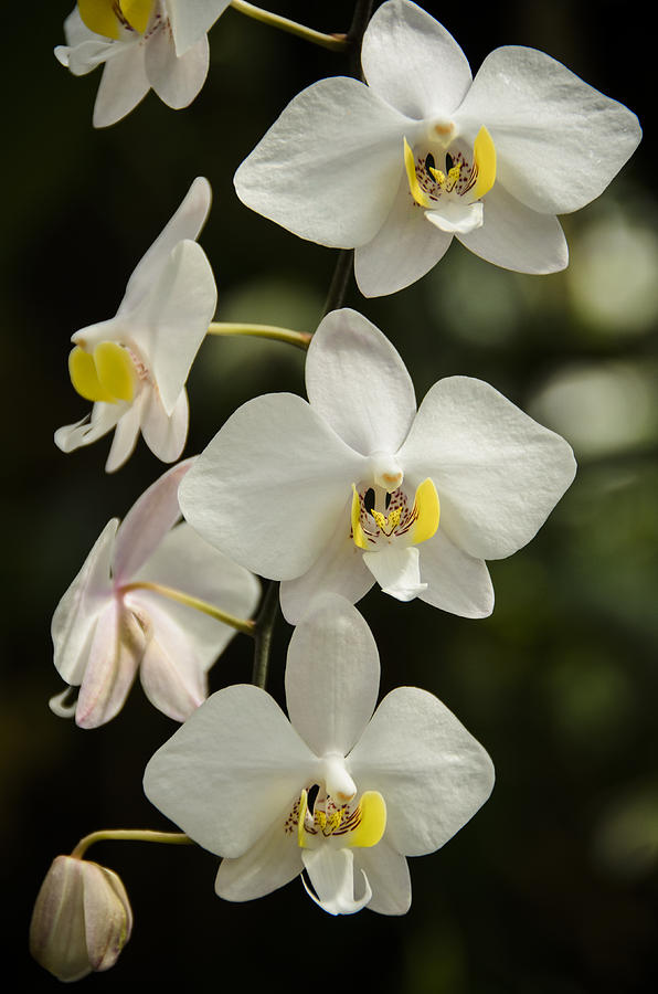 Flower Photograph - Shinning Orchids by Penny Lisowski