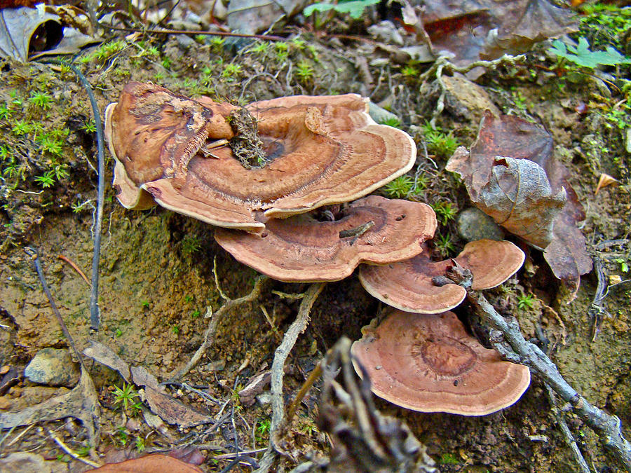 Shiny Cinnamon Polypore - Coltricia cinnamomae - Fungi Photograph by Carol Senske