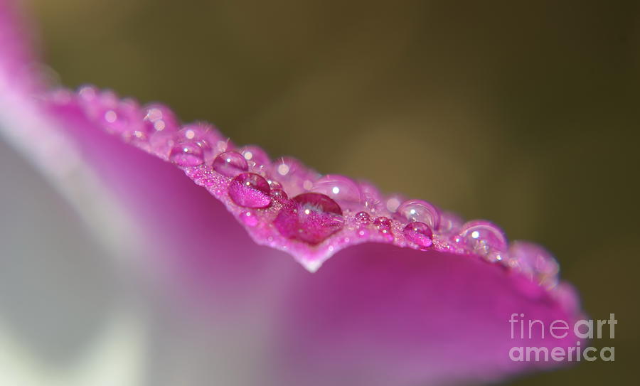 Shiny Drops Photograph by Michelle Meenawong