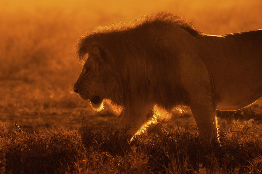 Lion Photograph - Shiny King by Mohammed Alnaser