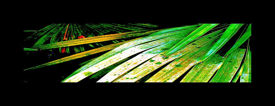 Richard Erickson Photograph - Shiny Palm Leaves by Richard Erickson