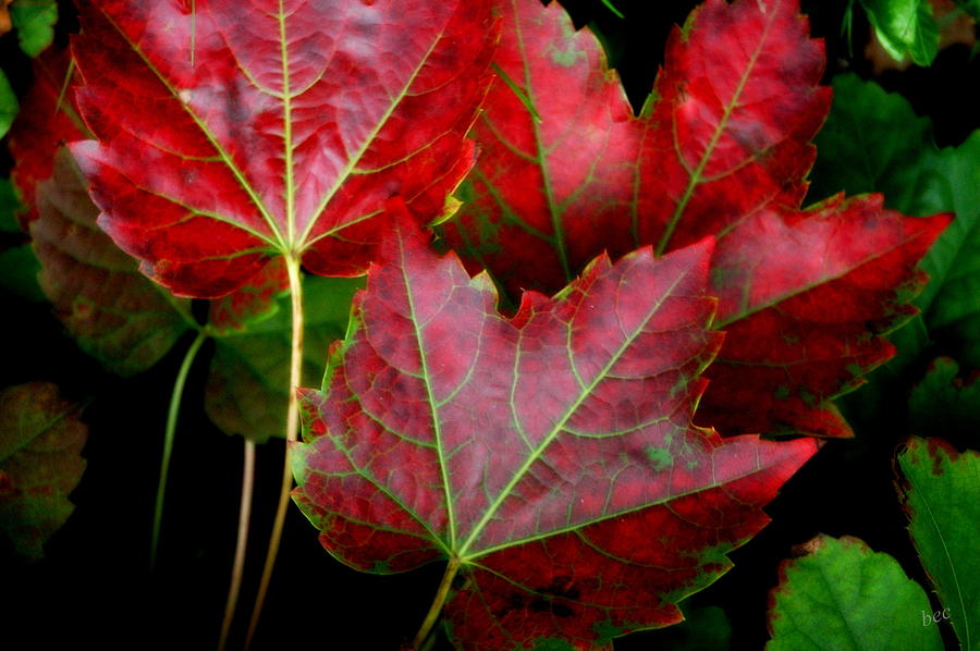 Shiny Reds Photograph by Bruce Carpenter
