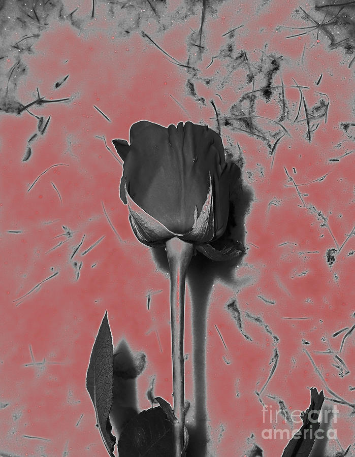 Shiny Single Rose Color Splash Pink Photograph