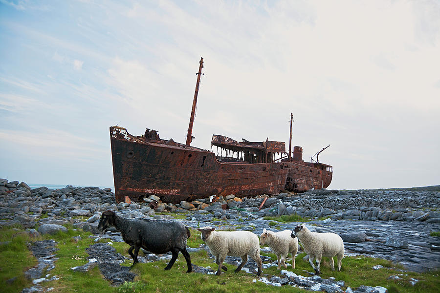 Shipwreck On Shore And Sheep Walking Photograph by Carl Bruemmer