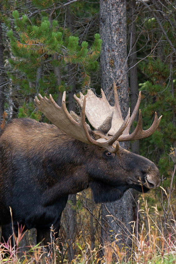 Shiras Bull Moose Photograph by Ken Archer - Fine Art America