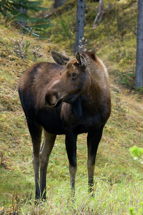 Jasper National Park Photograph - Shiras Cow Moose by Ken Archer
