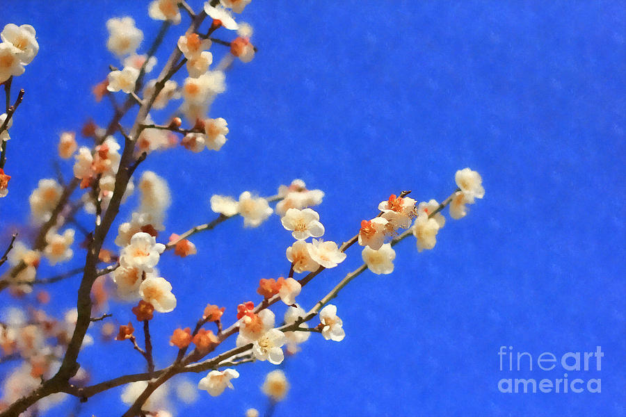 Shiraume White Plum Blossoms and Blue Sky Digital Art by Beverly Claire Kaiya