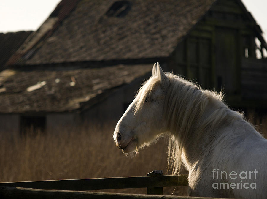 Shire Horse Photograph by Ang El