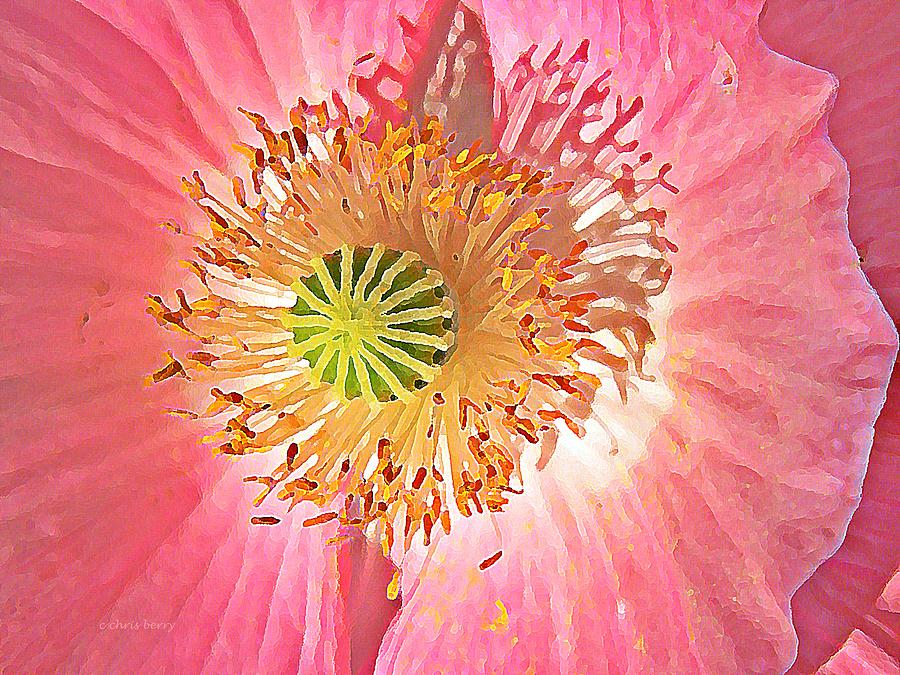 Shirley Poppy with Oil Paint Photograph by Chris Berry