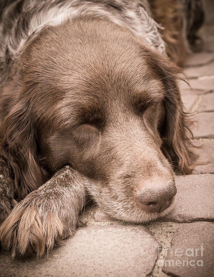 Dog Photograph - Shishka Dog Dreaming the Day Away by Silken Photography