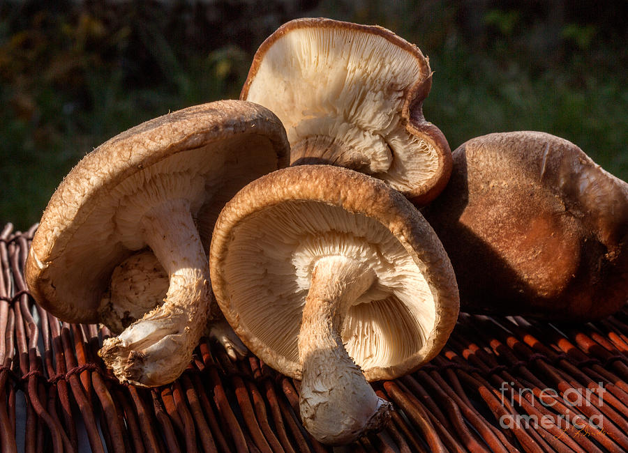 Mushroom Photograph - Shitake Mushrooms  by Iris Richardson