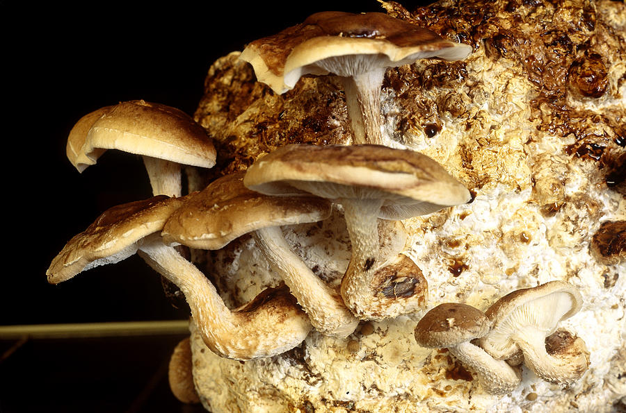 Shitake Mushrooms Photograph by Richard L. Carlton