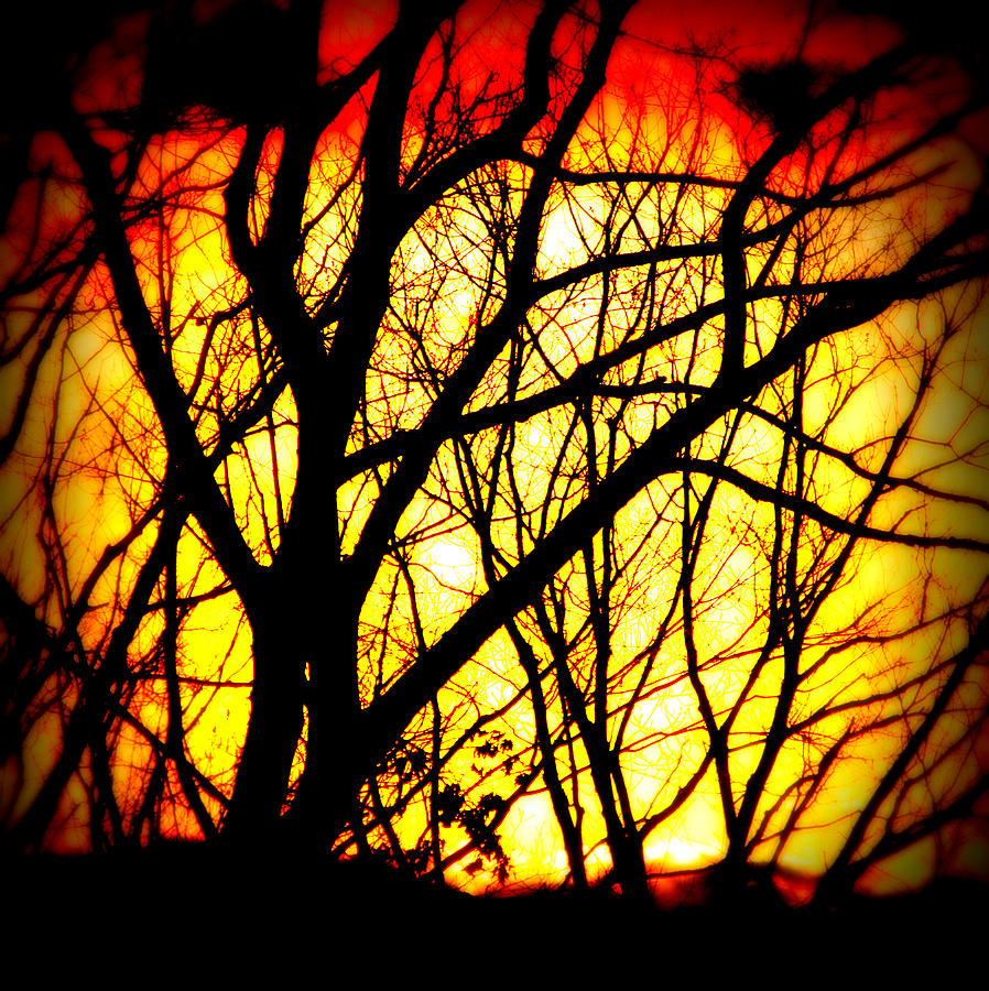Shivering Branches Illuminated Photograph