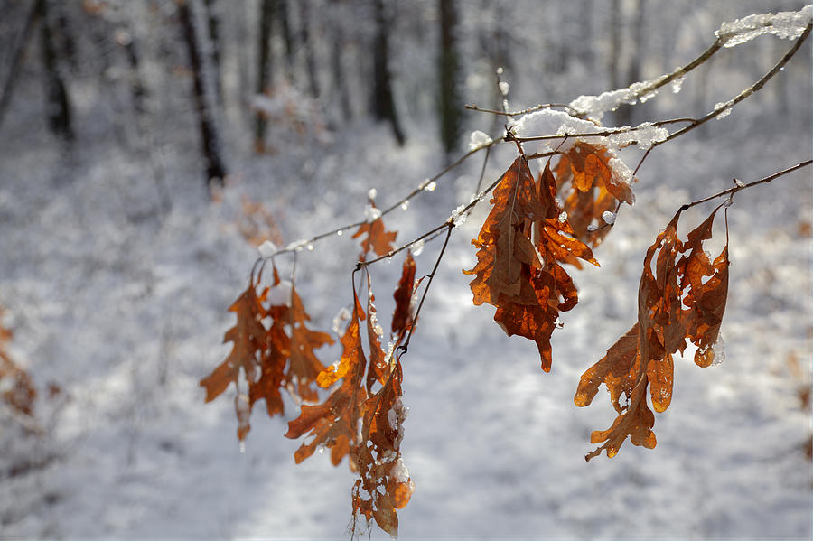 Shivering Oak Leaves Photograph by Steve Gravano