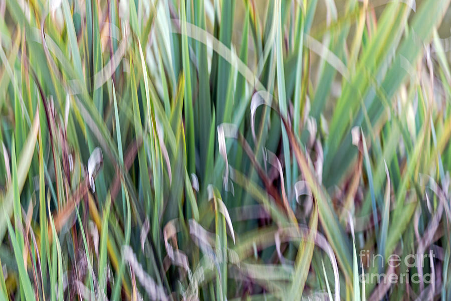 Shivering Reeds Photograph by Kate Brown