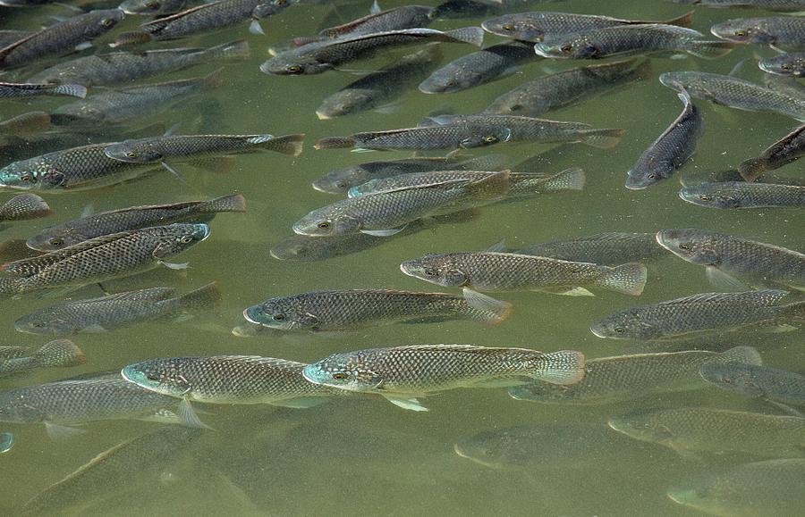 Shoal Of Blue Tilapia Photograph by Bob Gibbons/science Photo Library ...