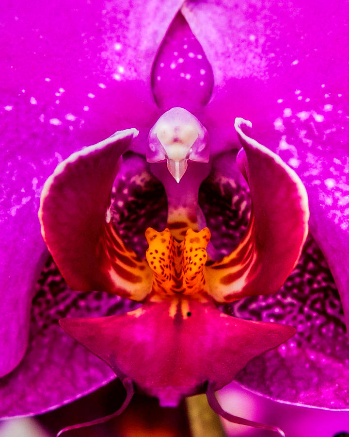 Shocking Pink Photograph by John Barfield | Fine Art America