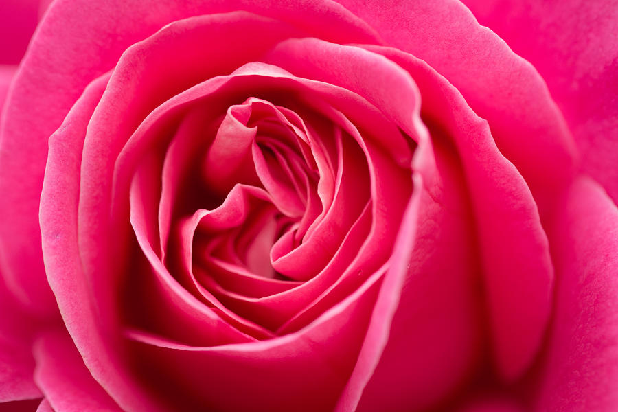 Shocking Pink Rose Photograph by Ana V Ramirez
