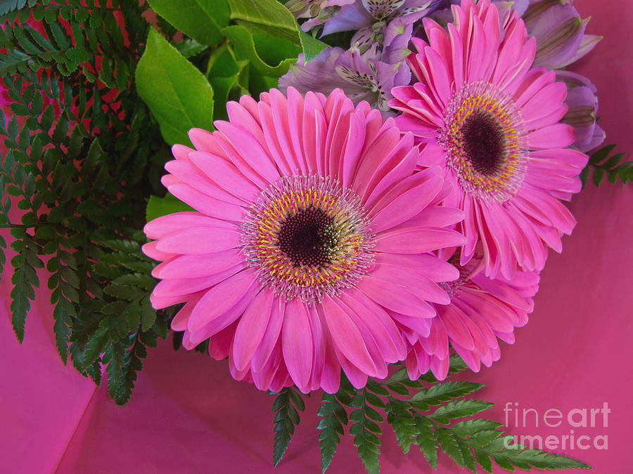 Flower Photograph - Shocking Pinks by Ann Horn