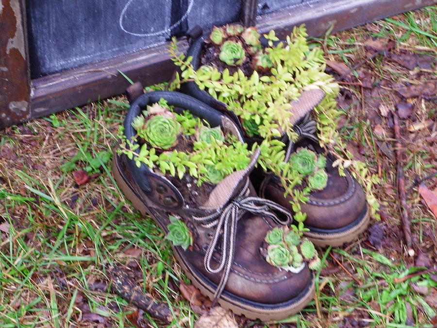 Shoe Plants Photograph by Sammy Love - Fine Art America