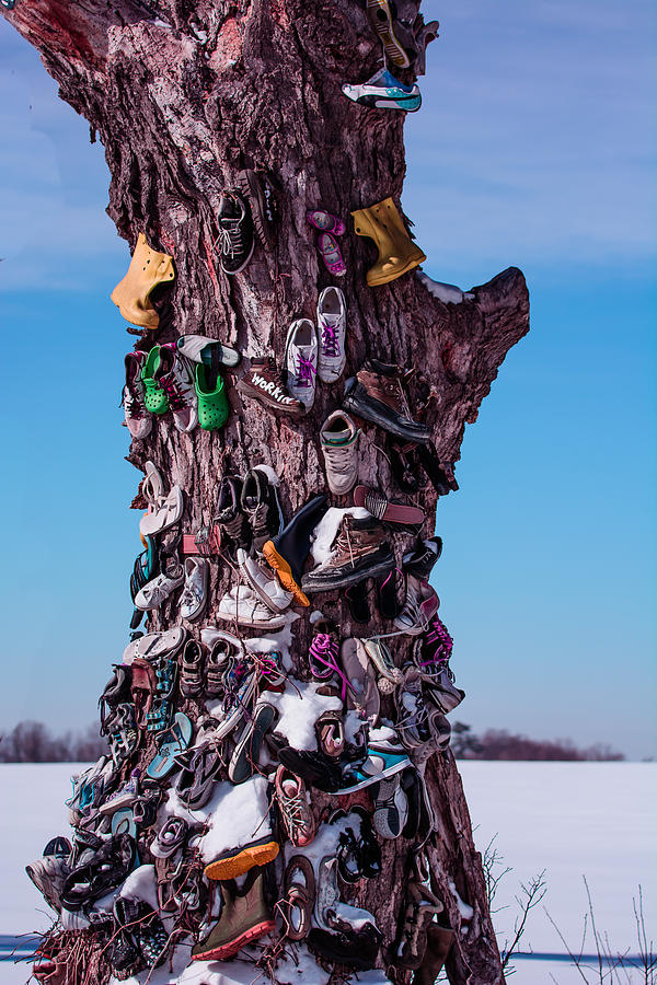 Shoe Tree Photograph by James Canning