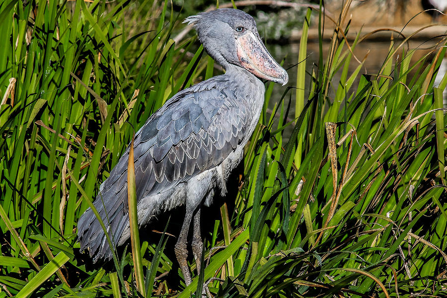Shoebill  #2 Digital Art by Photographic Art by Russel Ray Photos