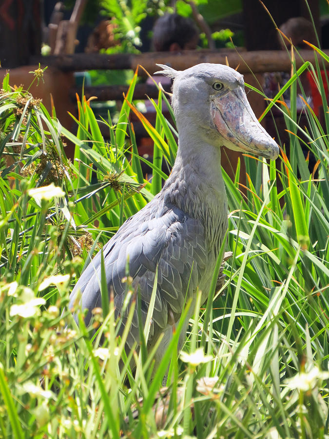 Shoebill Perched In The Grass Photograph