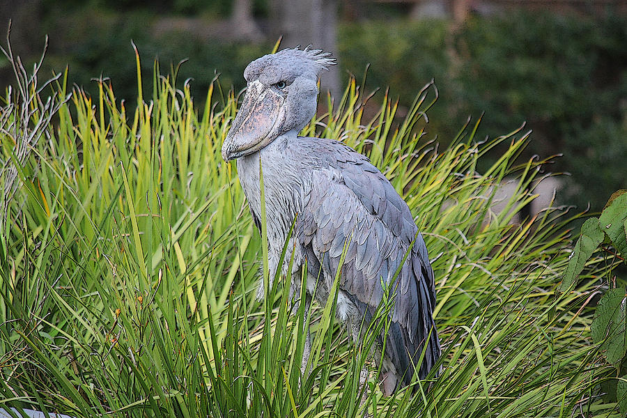 Shoebill Digital Art by Photographic Art by Russel Ray Photos