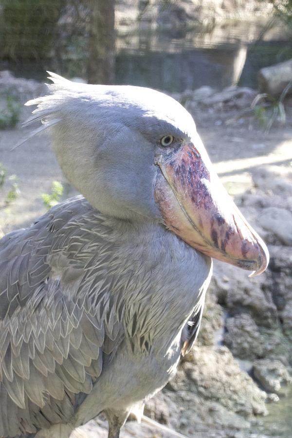 Shoebill Stork Photograph by Laurie Tracy - Fine Art America