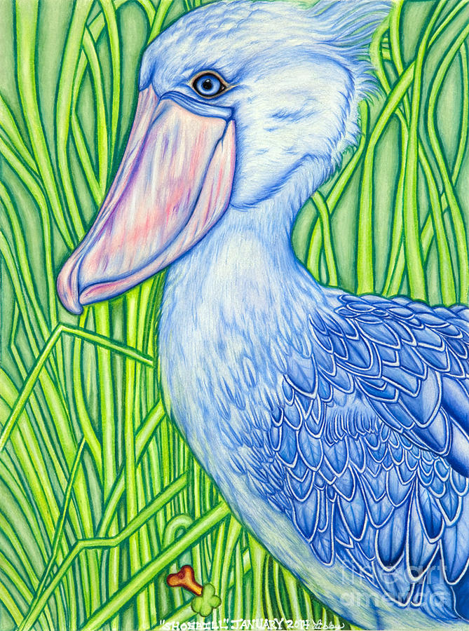 Shoebill Drawing by Taryn Libby Fine Art America