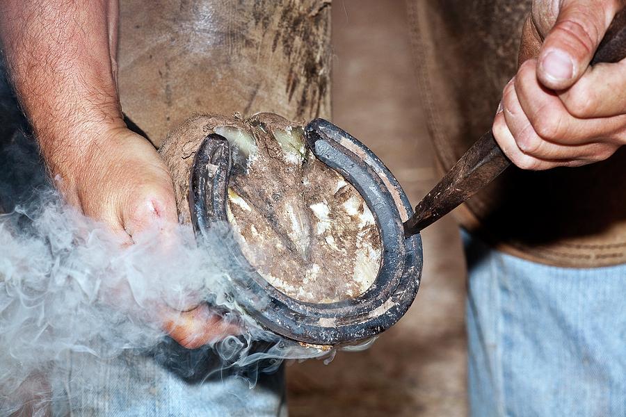 Shoeing A Horse Photograph by Linda Wright/science Photo Library