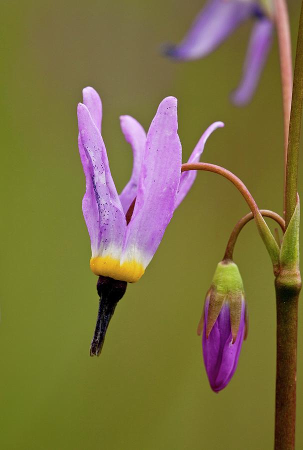 Flower Photograph - Shooting Star (dodecatheon Alpinum) by Bob Gibbons/science Photo Library