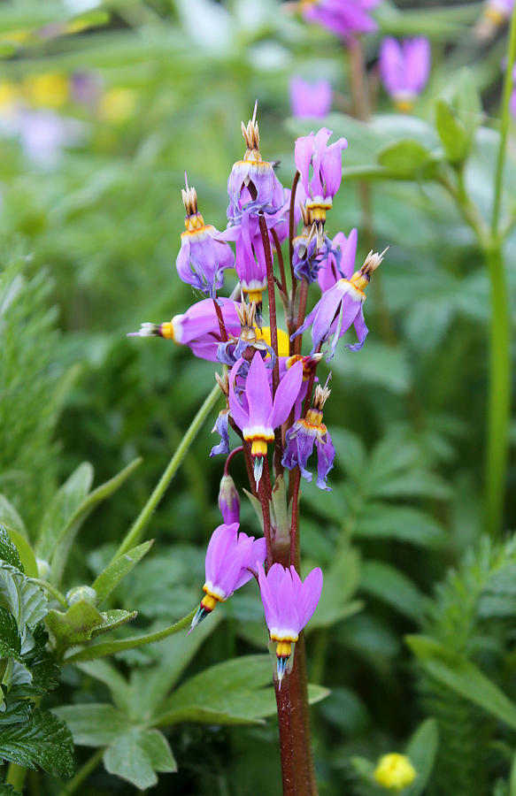 Download Shooting Star Flowers Photograph By Nancy Sefton