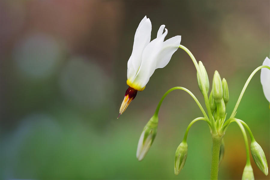 Shooting Star Wildflower Photograph by Melinda Fawver
