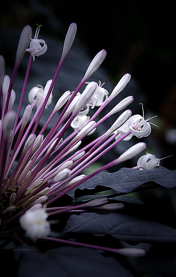 Shooting Stars Clerodendron Photograph by Julie Palencia