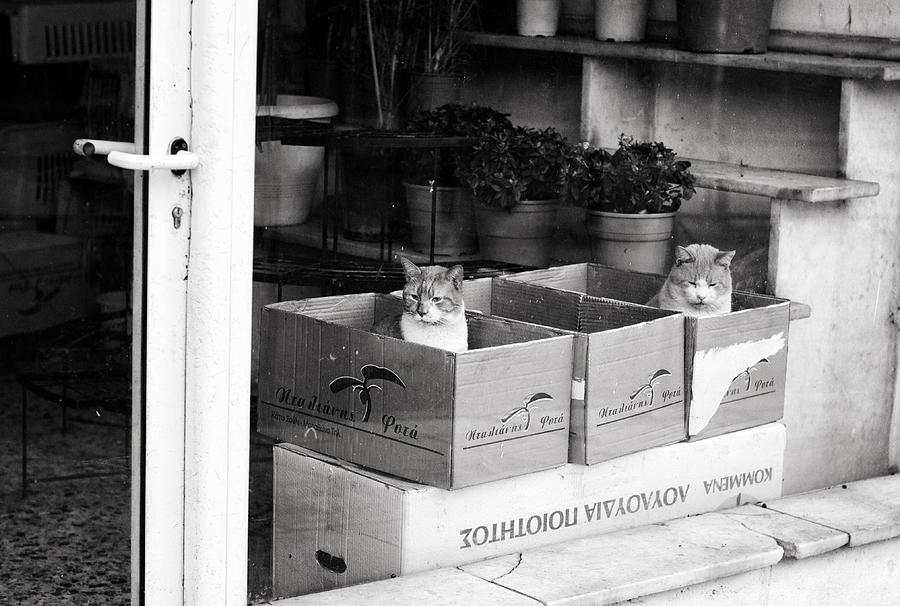 Shop window cats Photograph by Laura Melis