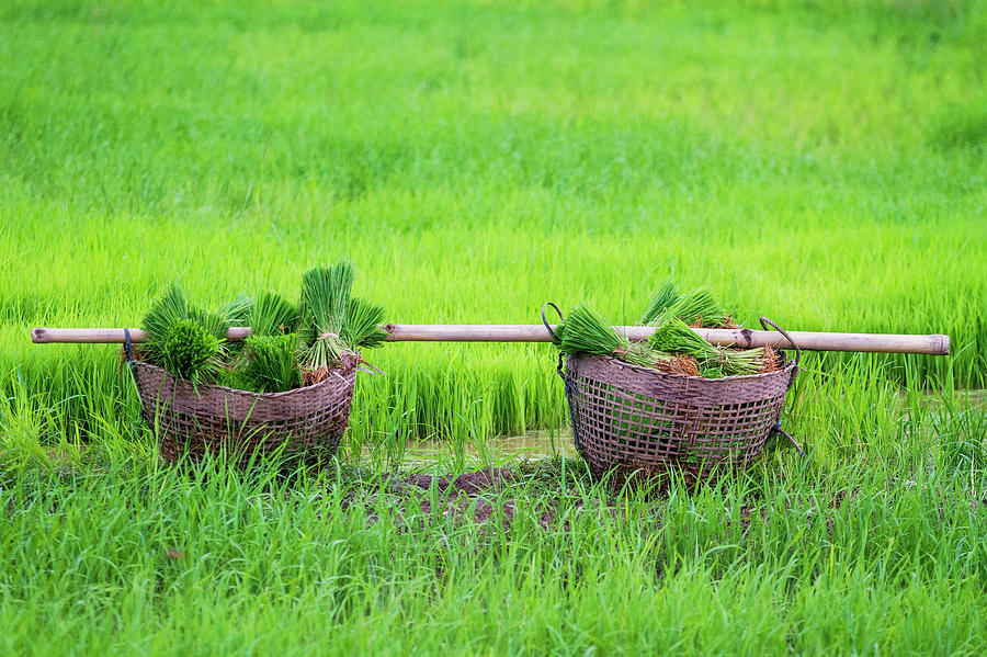 Shopping For Transplanting Rice Photograph by Jean-claude Soboul