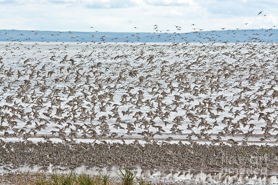 Shore Bird Runway Photograph by Cheryl Baxter - Fine Art America