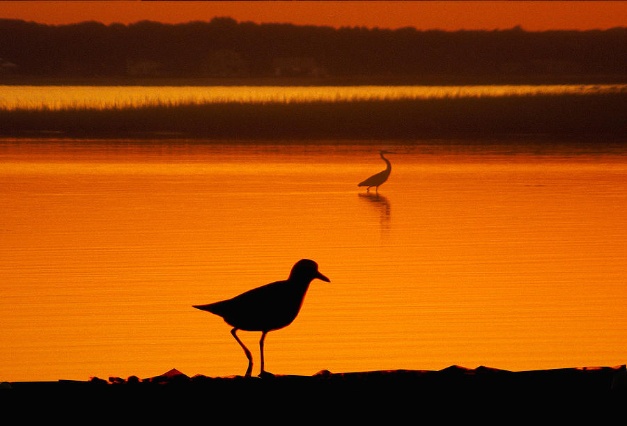 Shore Birds Photograph by Cathy Kovarik