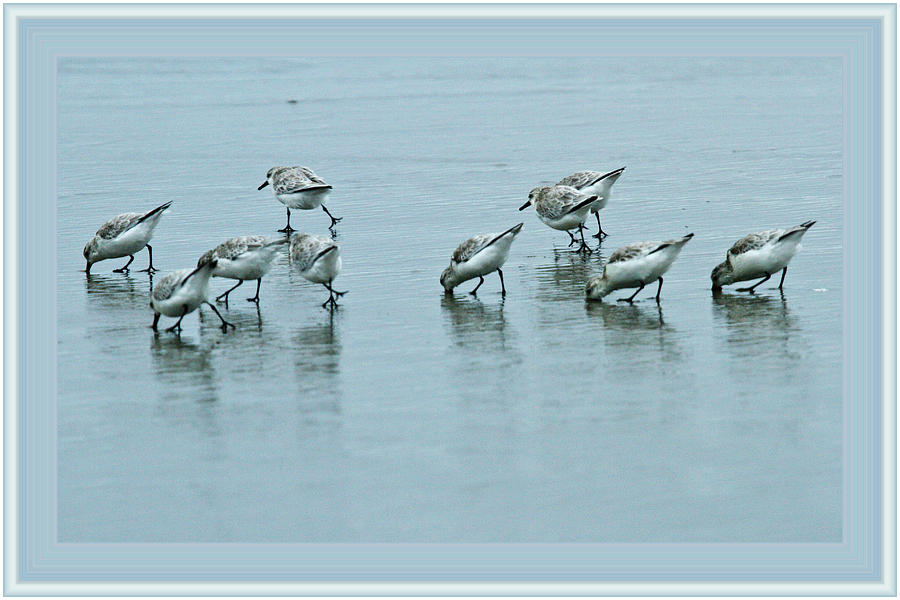 Shore Birds Photograph by Marie Jamieson