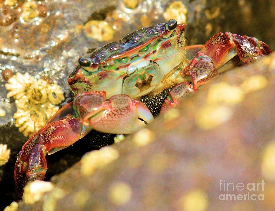 National Parks Photograph - Shore Crab by Adam Jewell