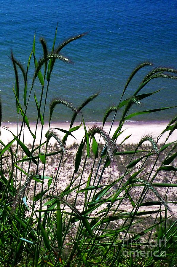 Shore Grass View Photograph by Desiree Paquette