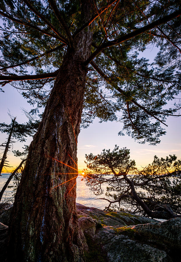 Shore Pine Point Photograph by Alexis Birkill