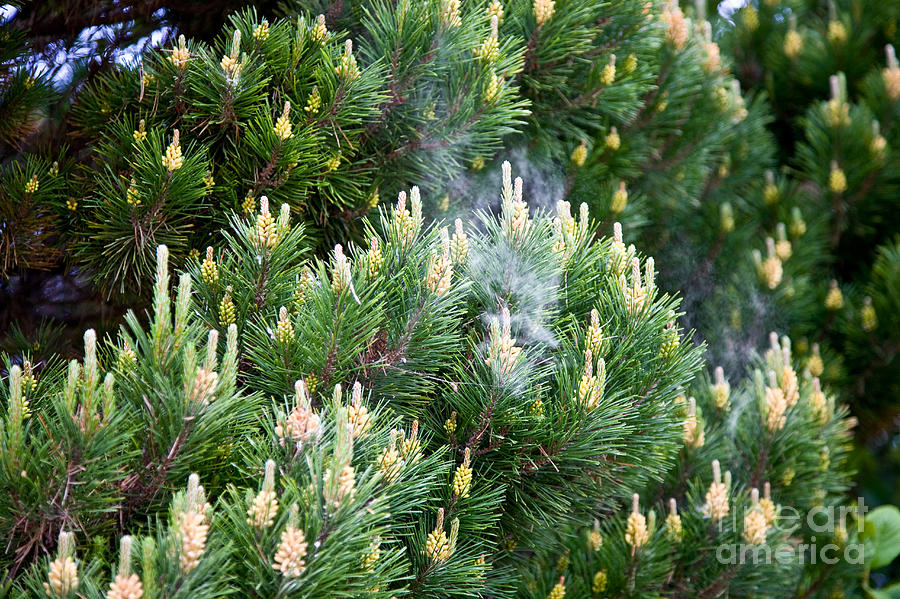 Shore Pine Pollen Photograph by Gregory G. Dimijian, M.D.