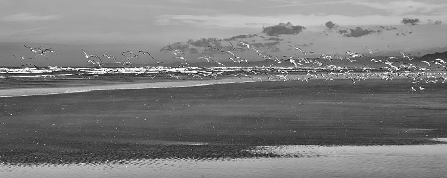 Shore Sea and Gulls Photograph by Allan Van Gasbeck