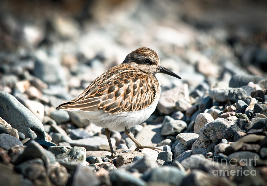 Shorebird Beauty Photograph by Cheryl Baxter