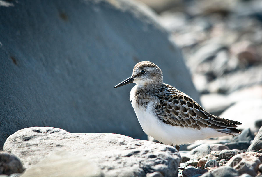 Shorebird Photograph by Cheryl Baxter